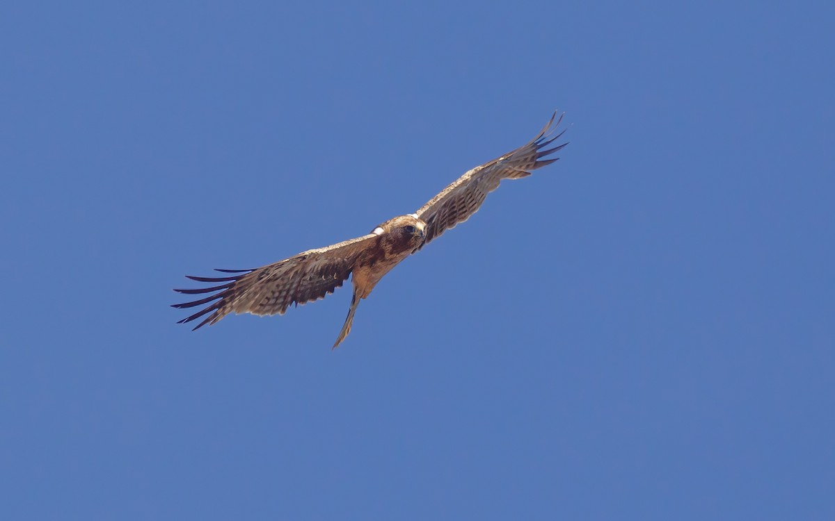 עיט גמדי - ML641913301