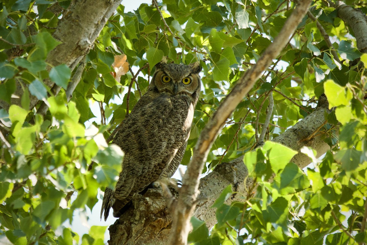 Great Horned Owl - ML641913307