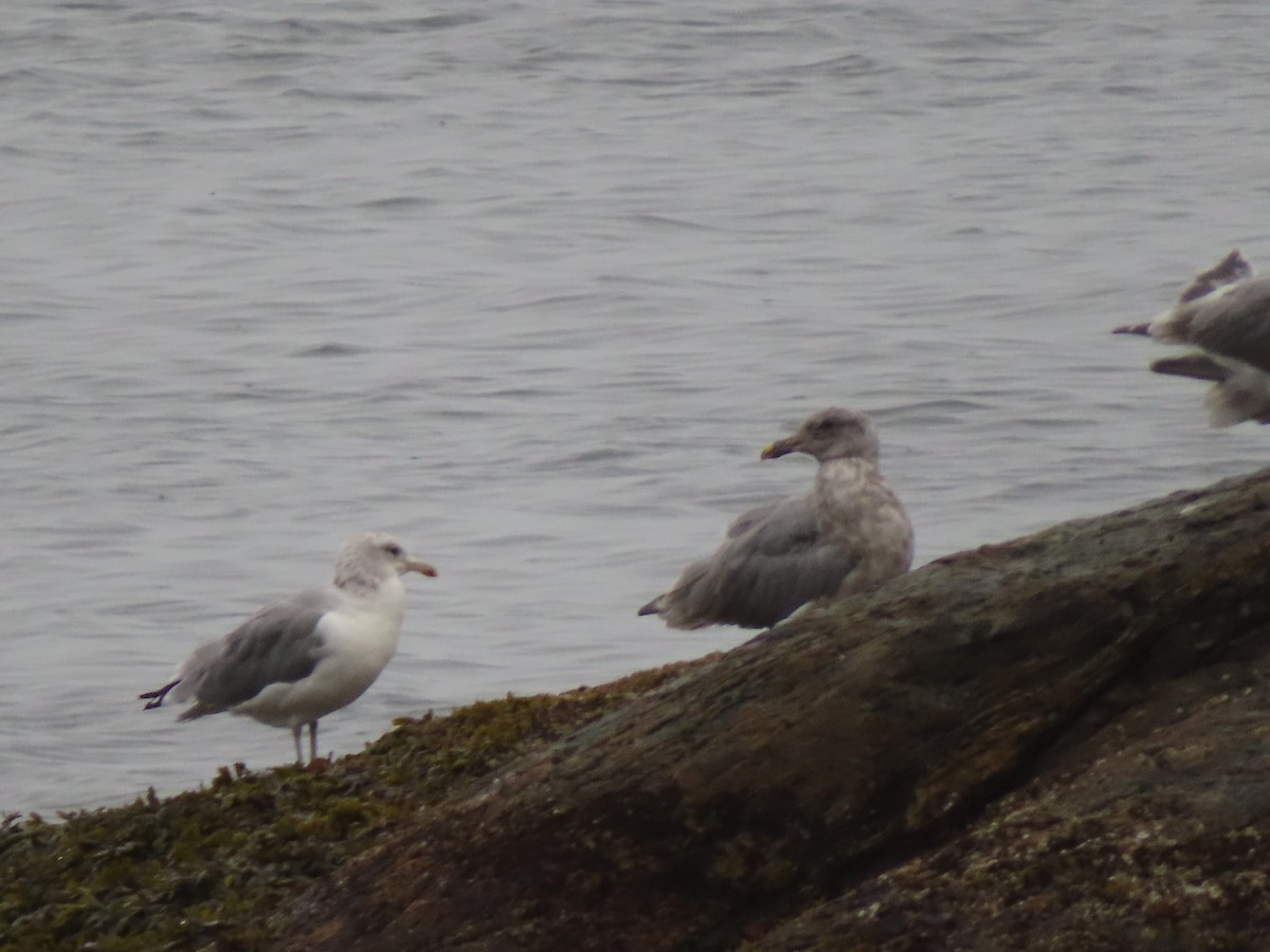 gull sp. - ML641913320