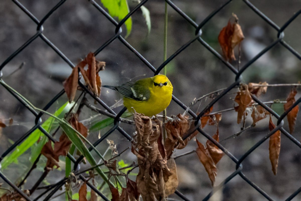 Blue-winged Warbler - ML641913329