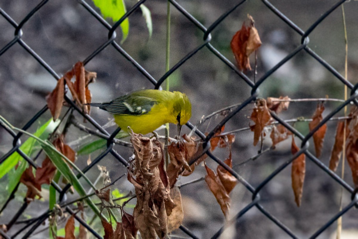Blue-winged Warbler - ML641913330