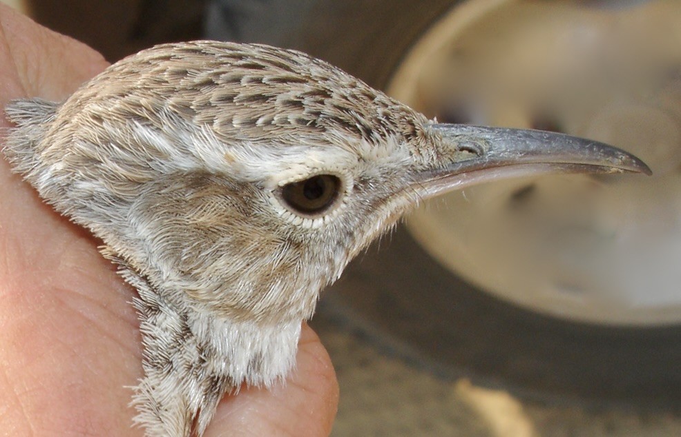 Karoo Long-billed Lark (Benguela) - ML641913332