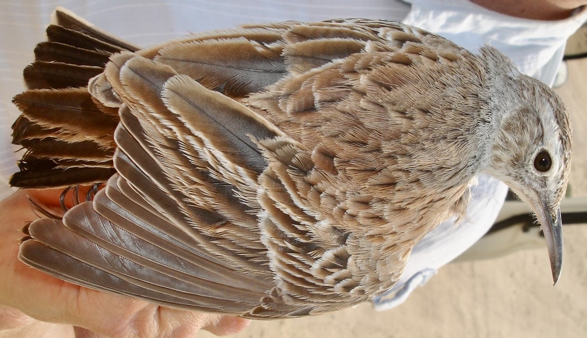 Karoo Long-billed Lark (Benguela) - ML641913333