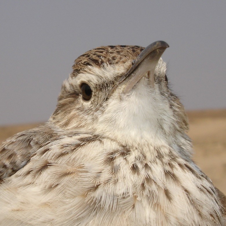 Karoo Long-billed Lark (Benguela) - ML641913337
