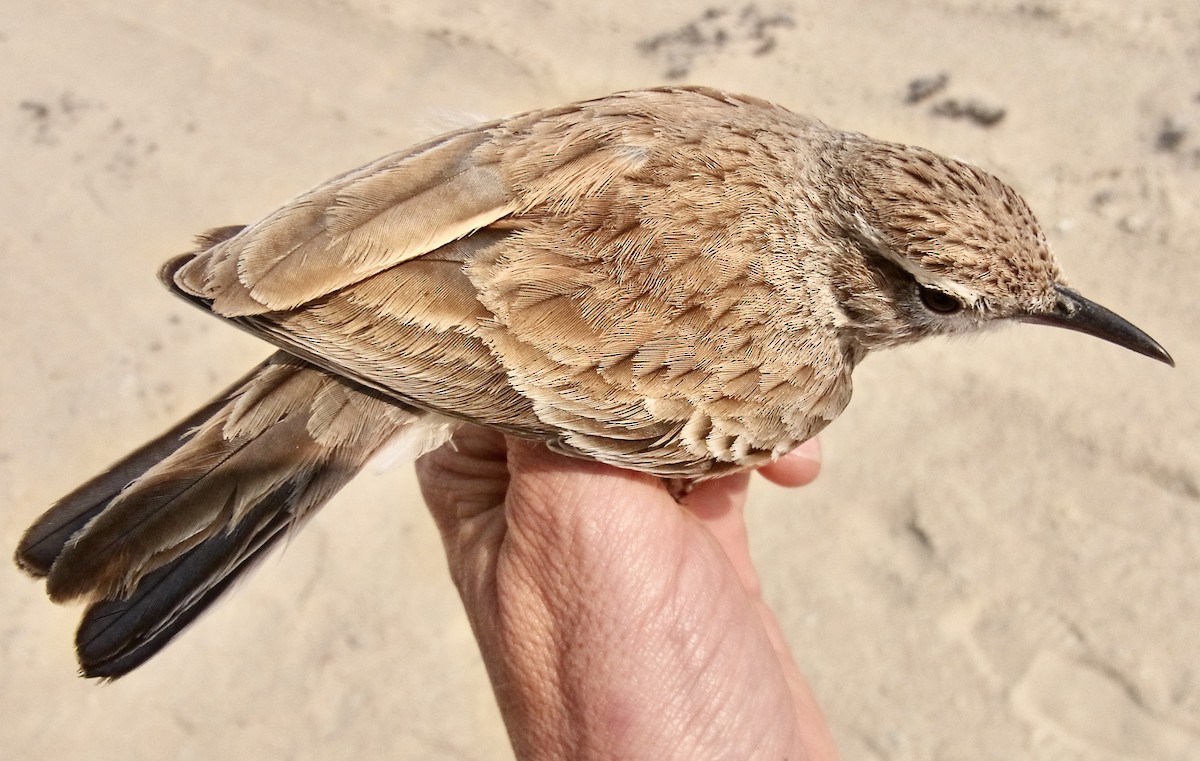 Karoo Long-billed Lark (Benguela) - ML641913341