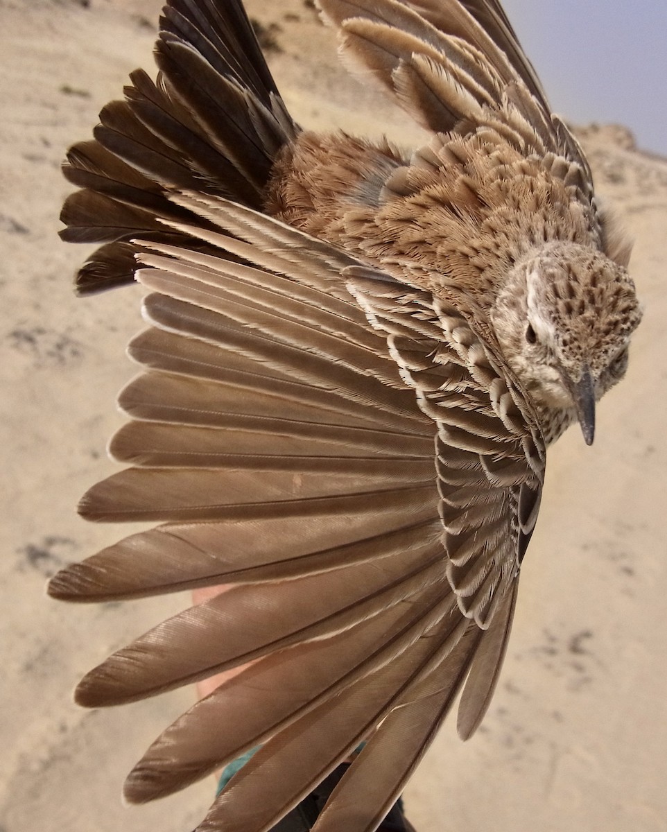Karoo Long-billed Lark (Benguela) - ML641913357