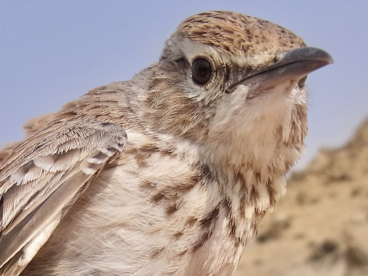 Karoo Long-billed Lark (Benguela) - ML641913370