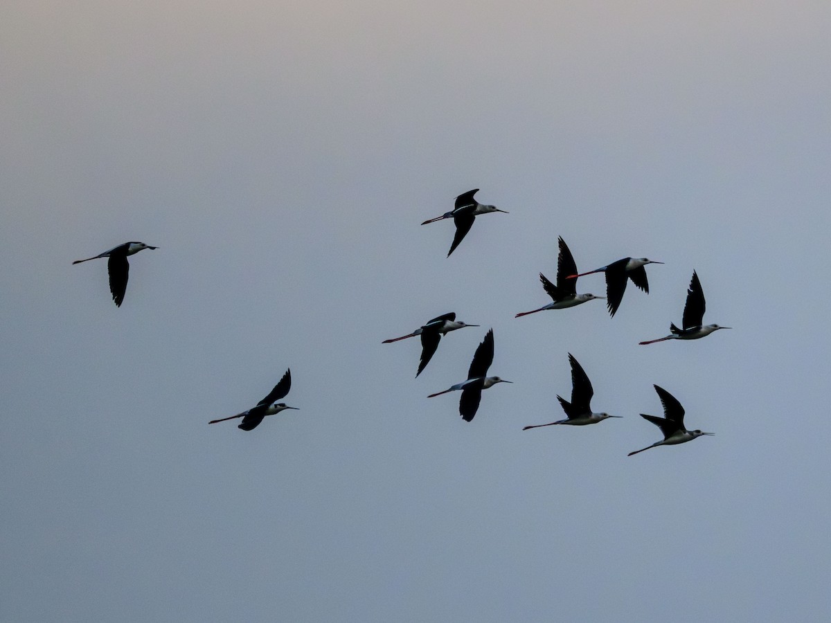 Black-winged Stilt - ML641913371