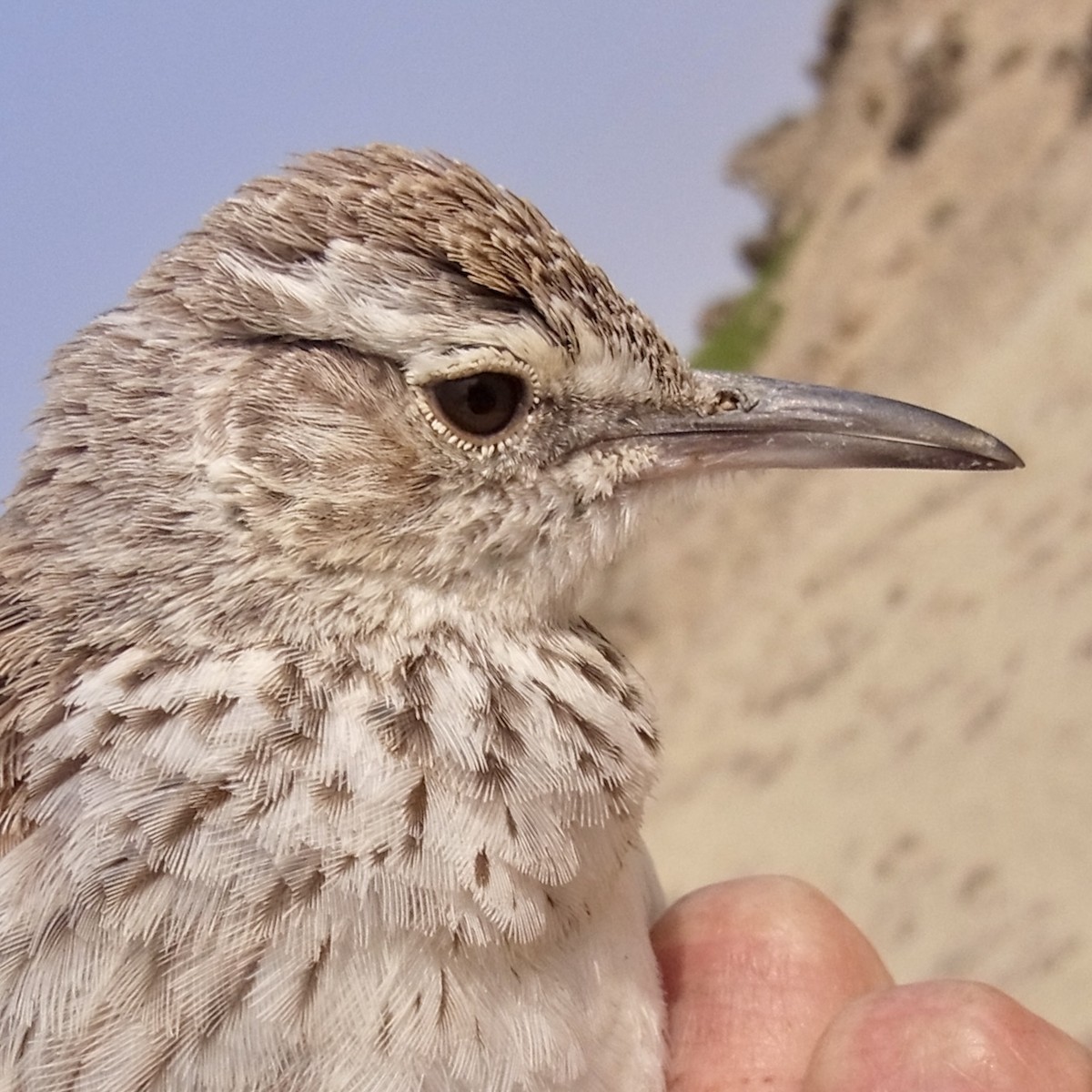 Karoo Long-billed Lark (Benguela) - ML641913376