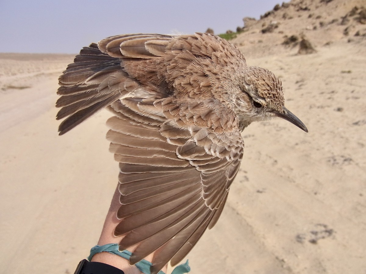 Karoo Long-billed Lark (Benguela) - ML641913379