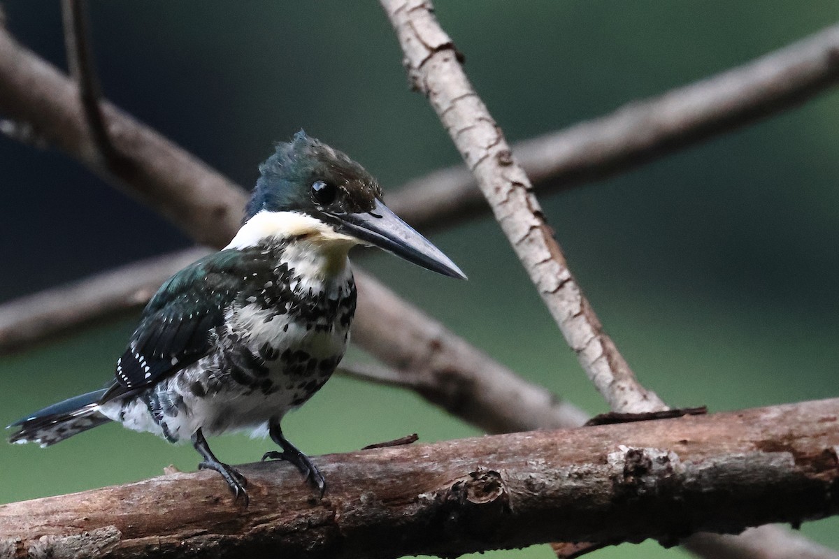 Green Kingfisher - ML641913387