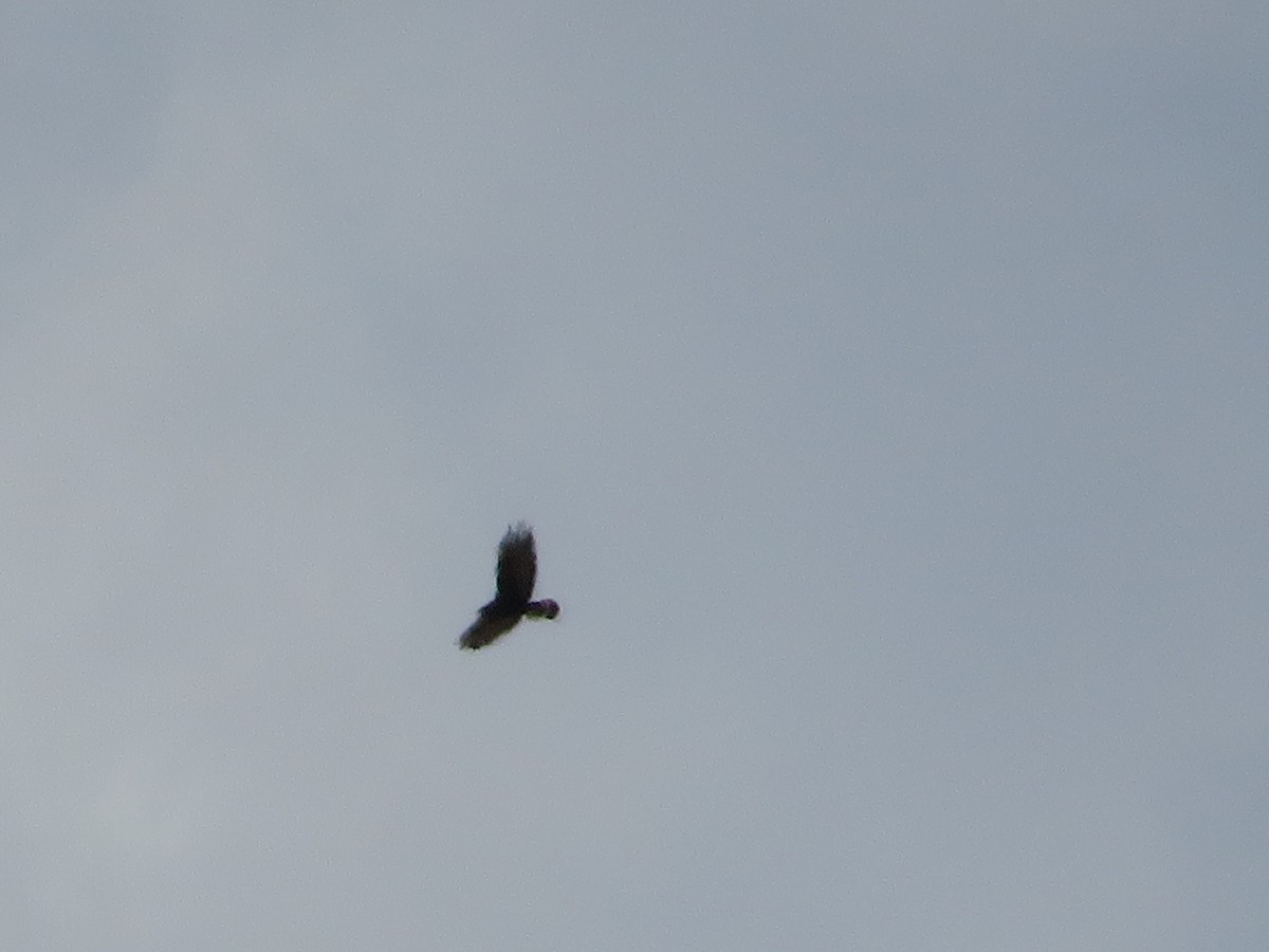 Zone-tailed Hawk - ML641913388
