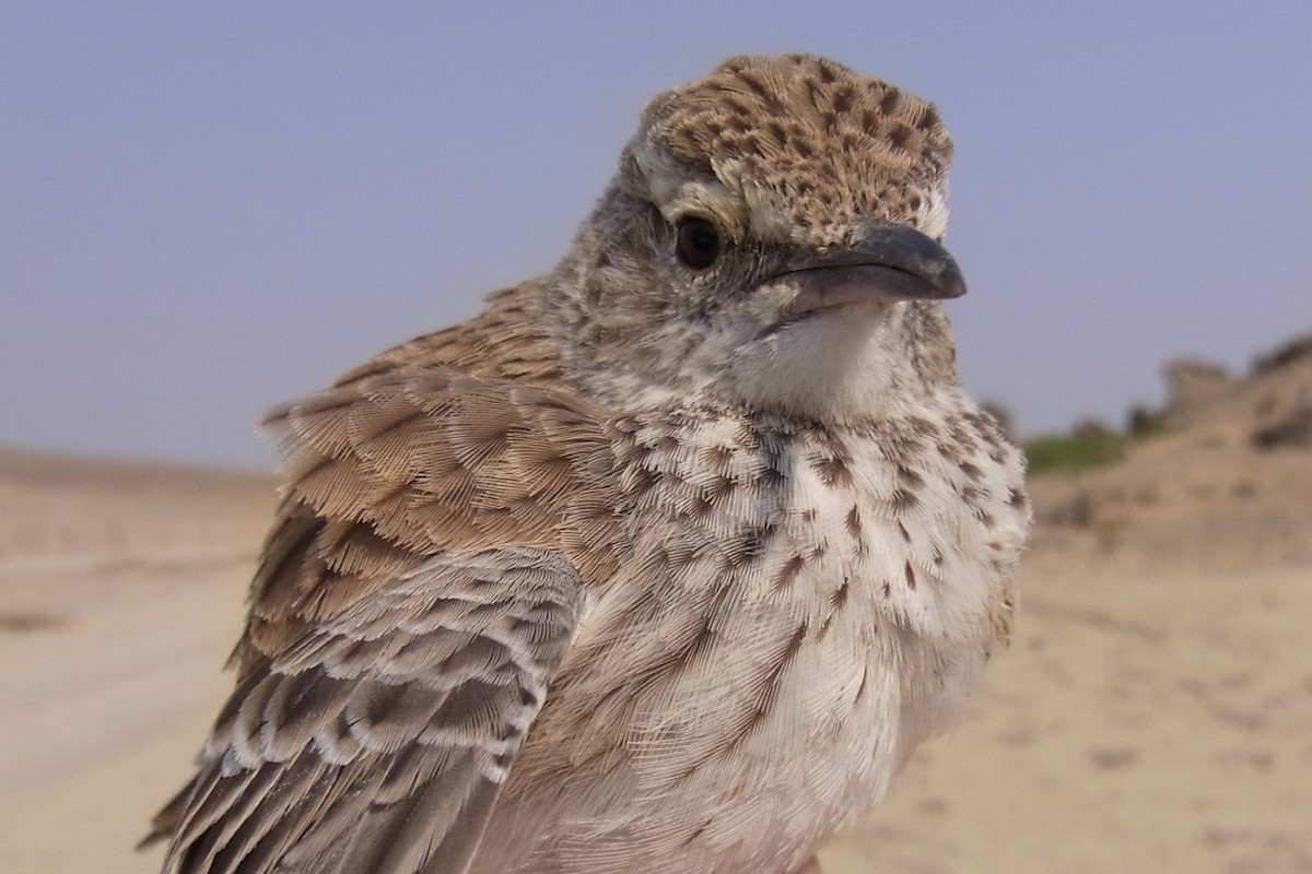 Karoo Long-billed Lark (Benguela) - ML641913390