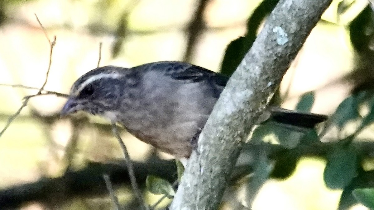 Streaky-headed Seedeater - ML641913410
