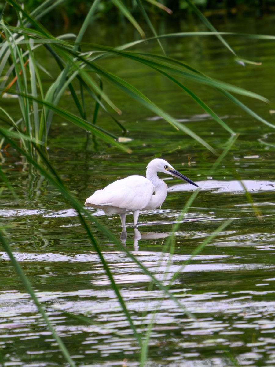 Seidenreiher - ML641913420