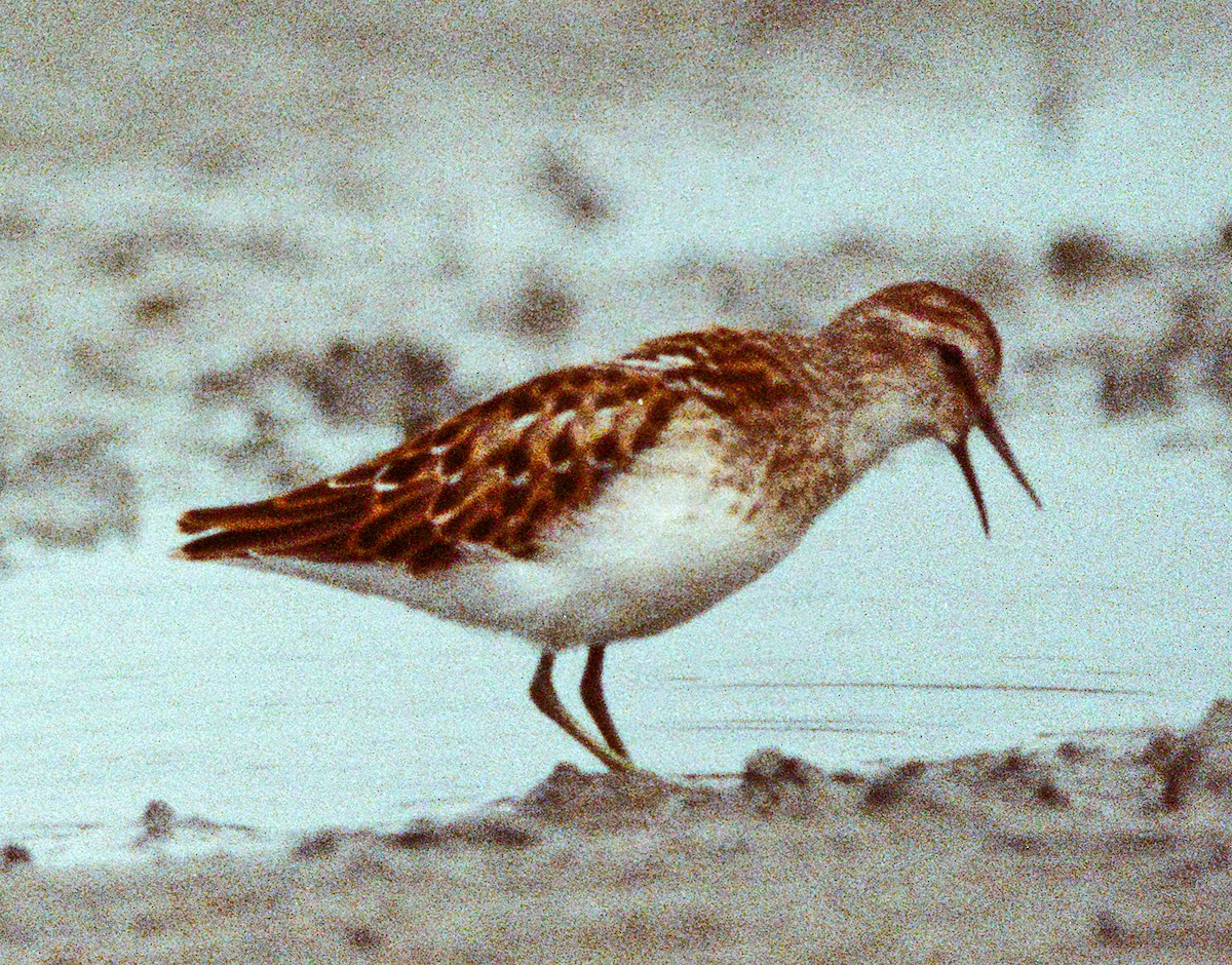 Least Sandpiper - ML641913421