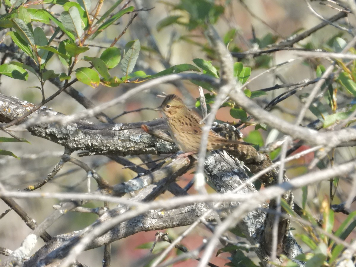 Lincoln's Sparrow - ML641913427