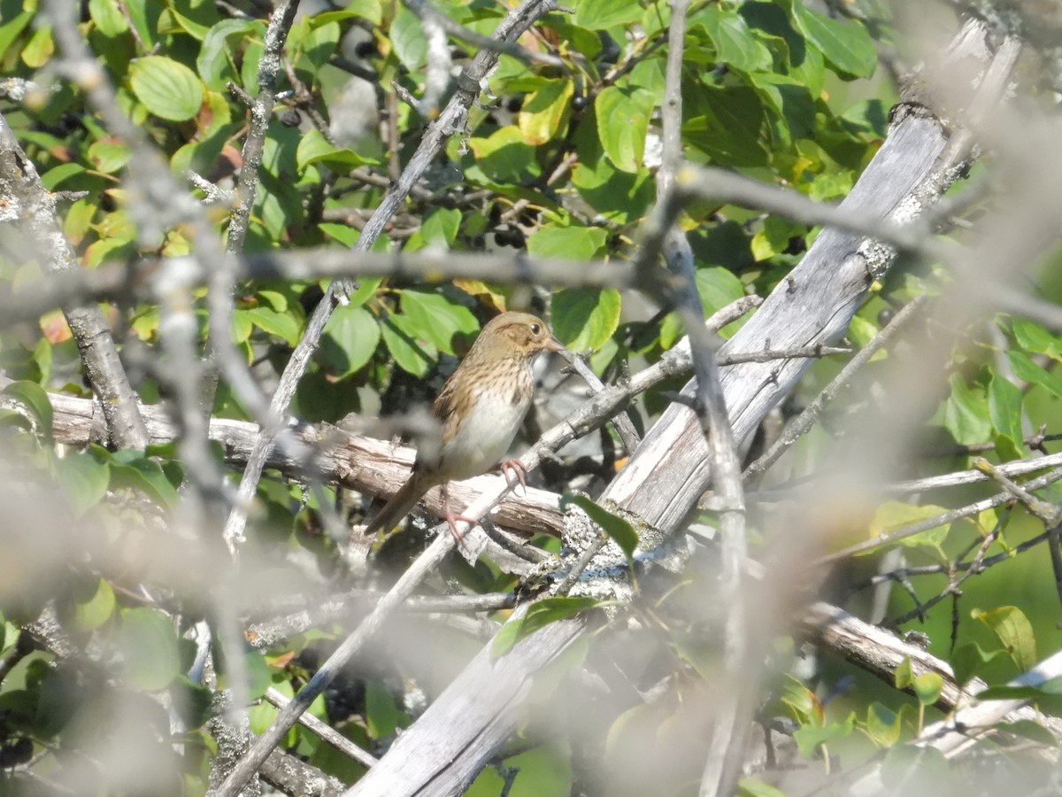 Lincoln's Sparrow - ML641913428