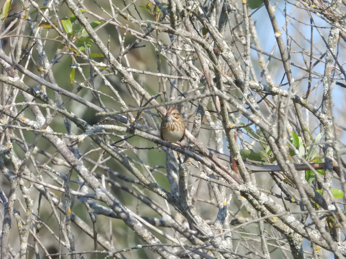 Lincoln's Sparrow - ML641913429