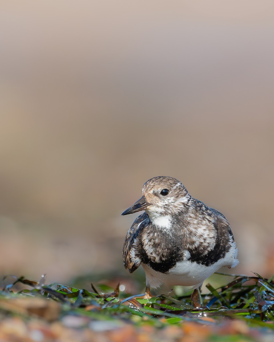 Ruddy Turnstone - ML641913431