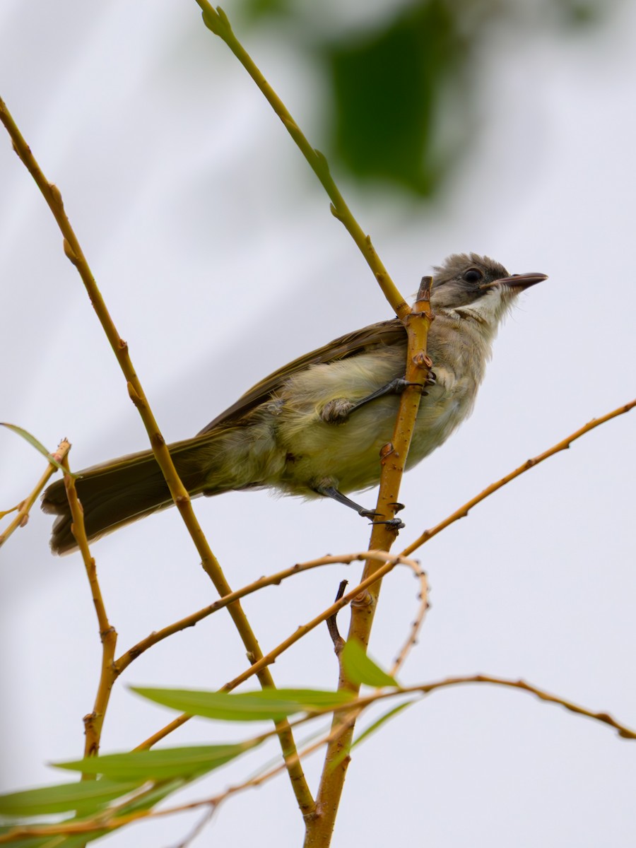 Light-vented Bulbul - ML641913437
