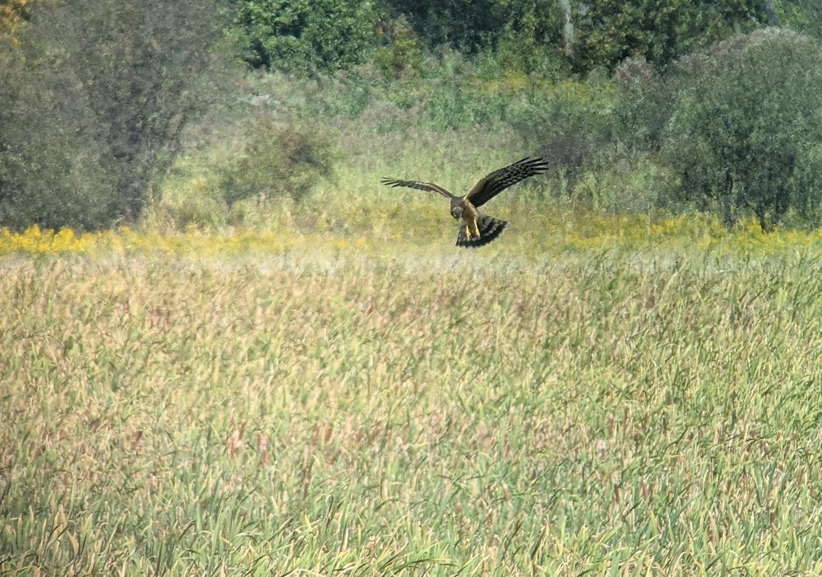 Northern Harrier - ML641913438