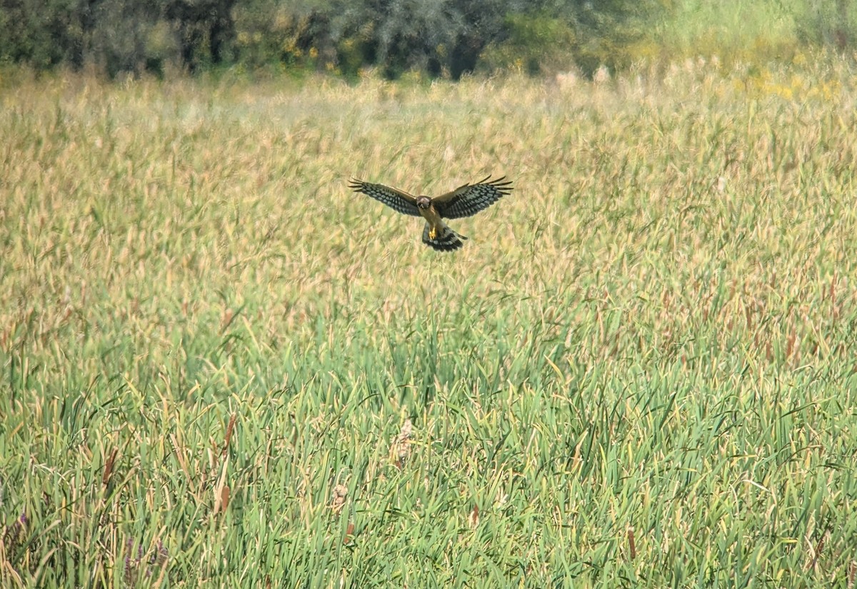 Northern Harrier - ML641913439