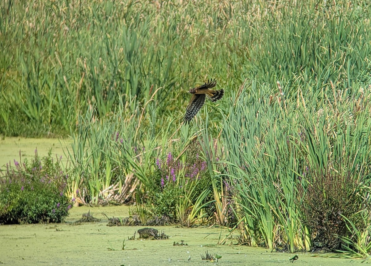 Northern Harrier - ML641913440