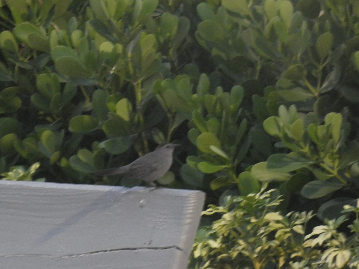 Gray Catbird - ML641913441