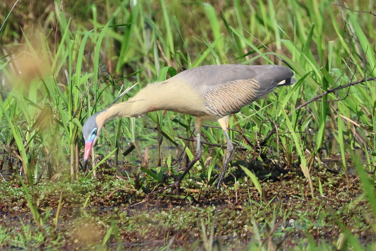 Whistling Heron - ML641913446