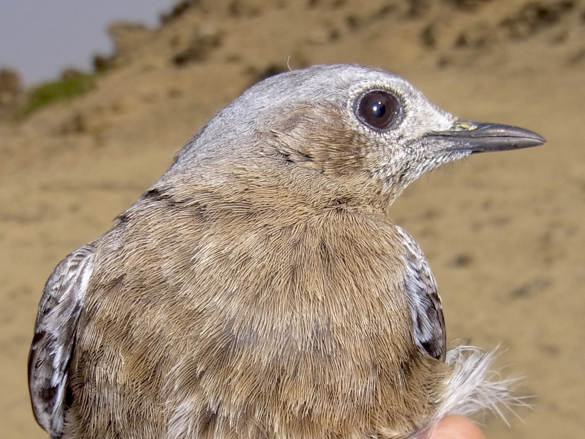 Mountain Chat - ML641913447