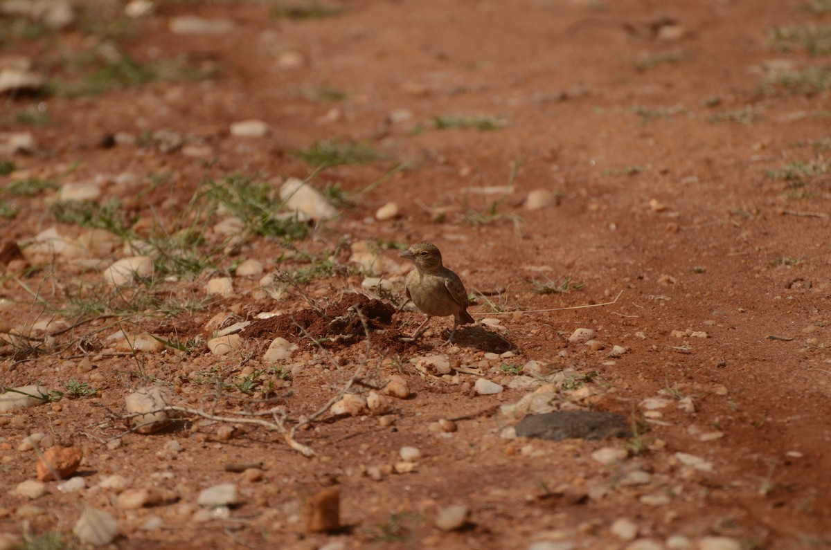 Rufous-tailed Lark - ML641913459