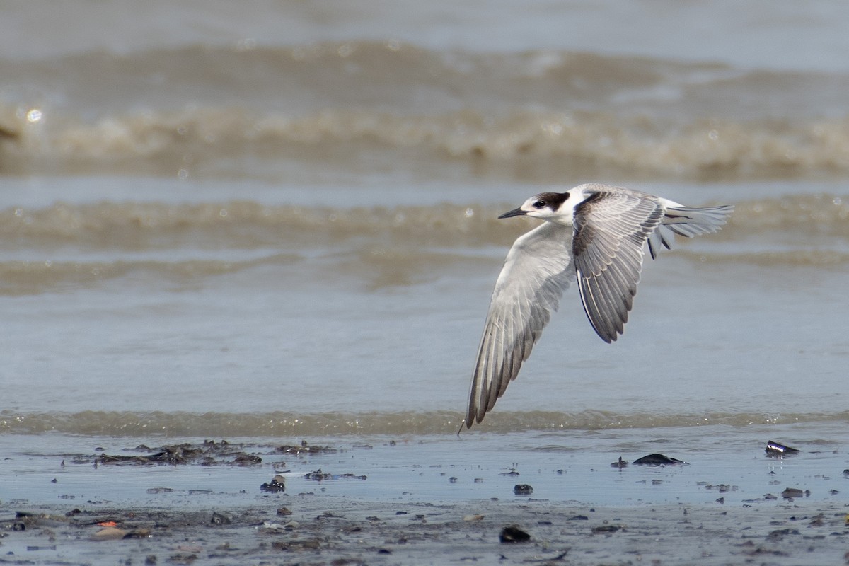 Common Tern - ML641913460