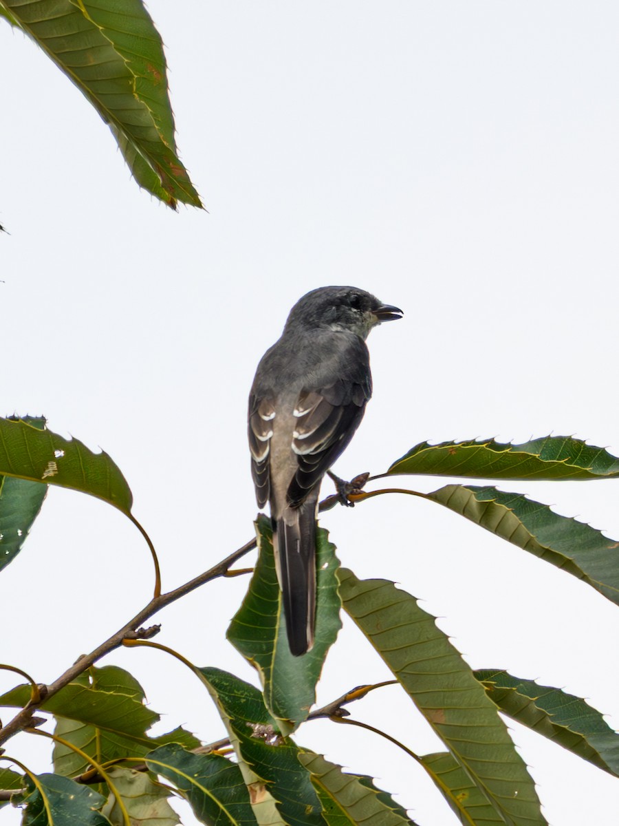 Brown-rumped Minivet - ML641913461