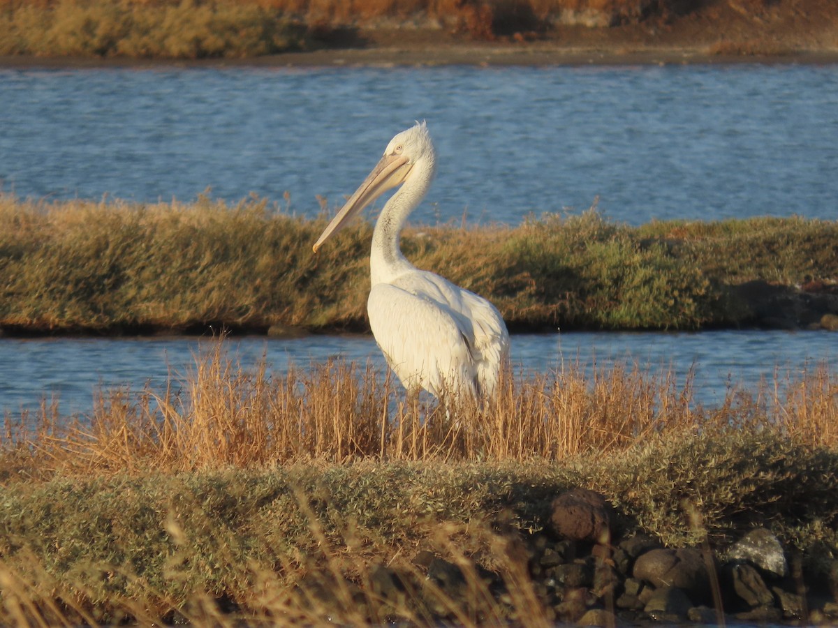 卷羽鵜鶘 - ML641913467