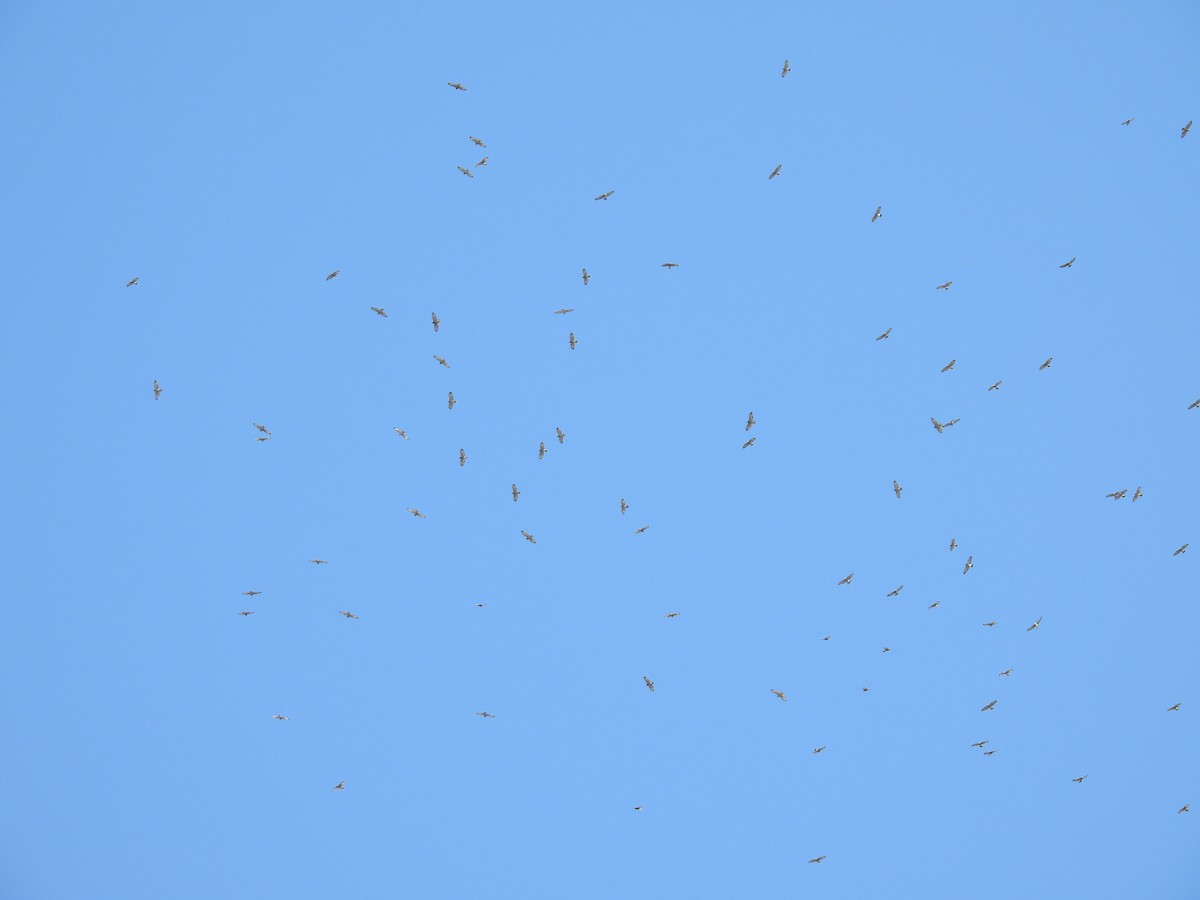 Broad-winged Hawk - ML641913478