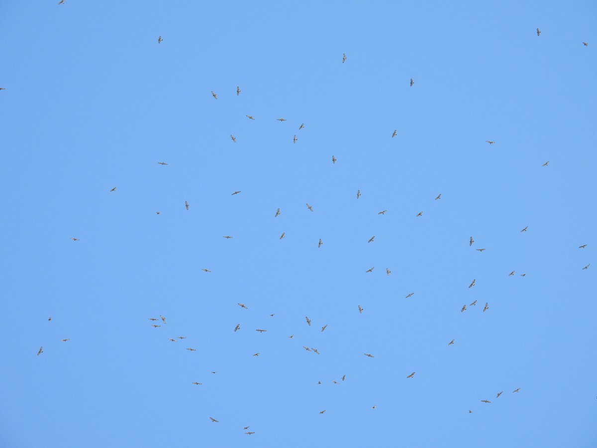 Broad-winged Hawk - ML641913479