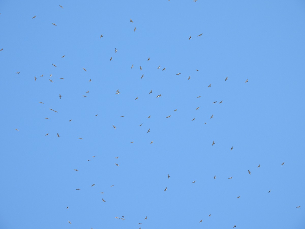 Broad-winged Hawk - ML641913480