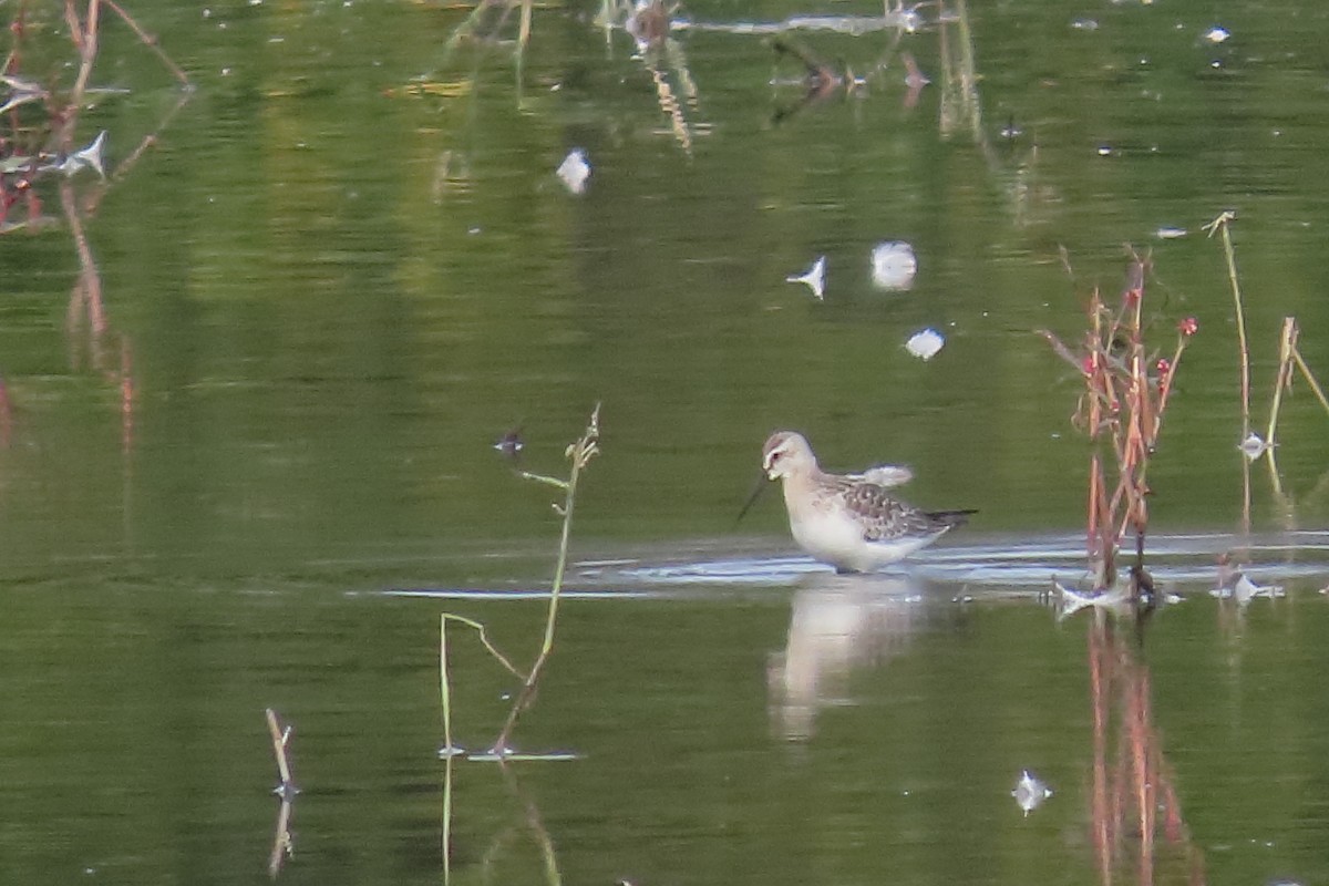 Kızıl Kumkuşu - ML641913491