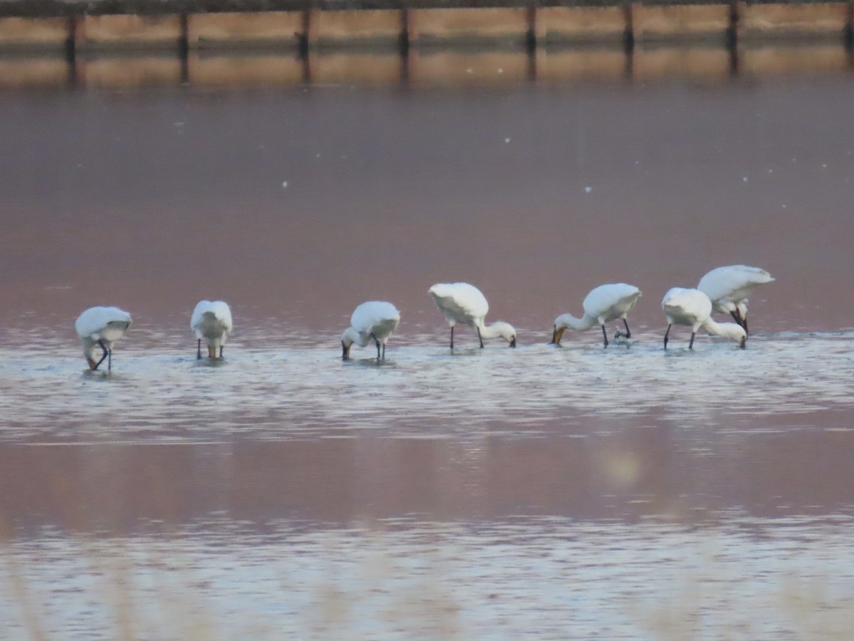 白琵鷺 - ML641913497