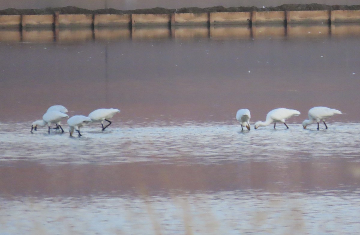 白琵鷺 - ML641913498