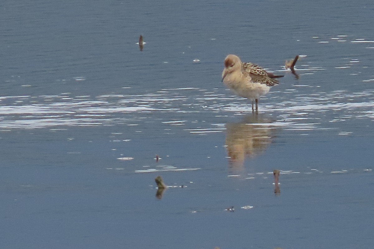 Döğüşkenkuş - ML641913500