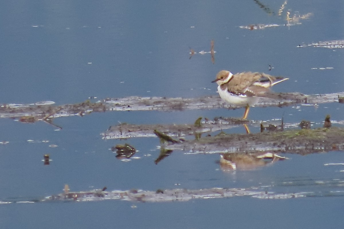 Halkalı Küçük Cılıbıt - ML641913502