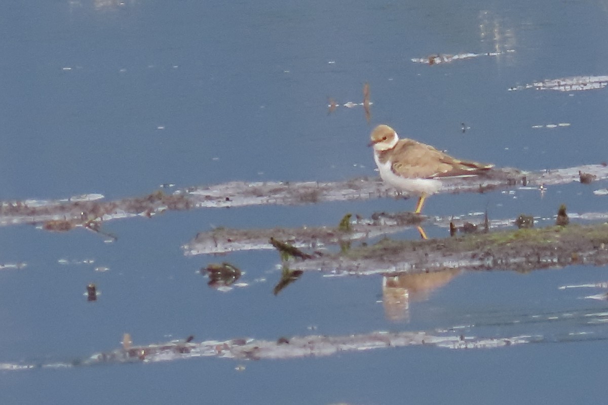 Halkalı Küçük Cılıbıt - ML641913505