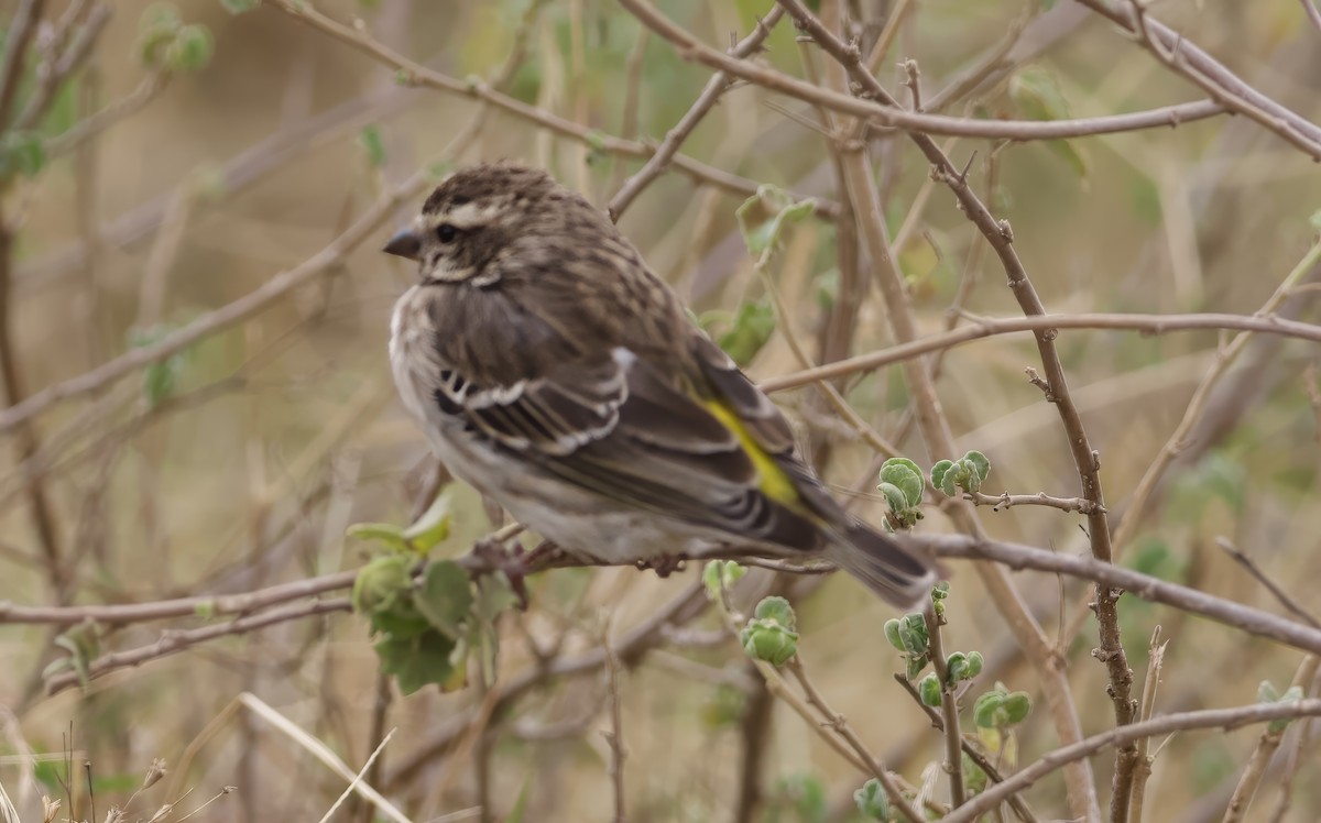 Reichenow's Seedeater - ML641913508
