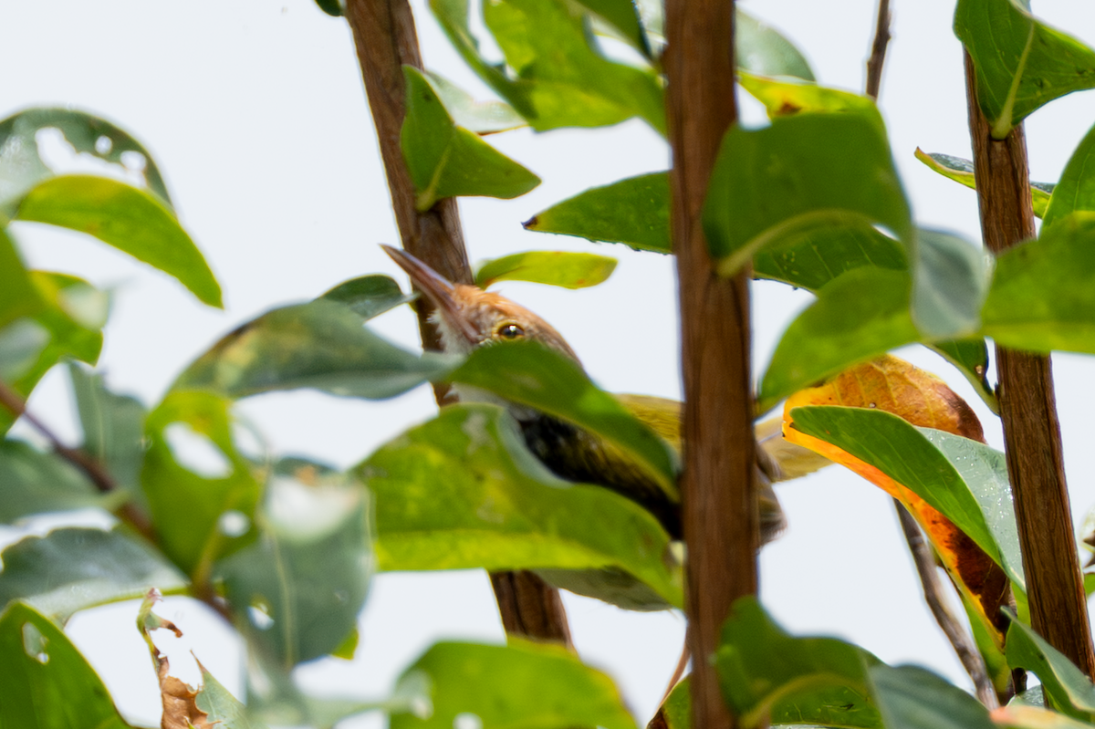Common Tailorbird - ML641913509