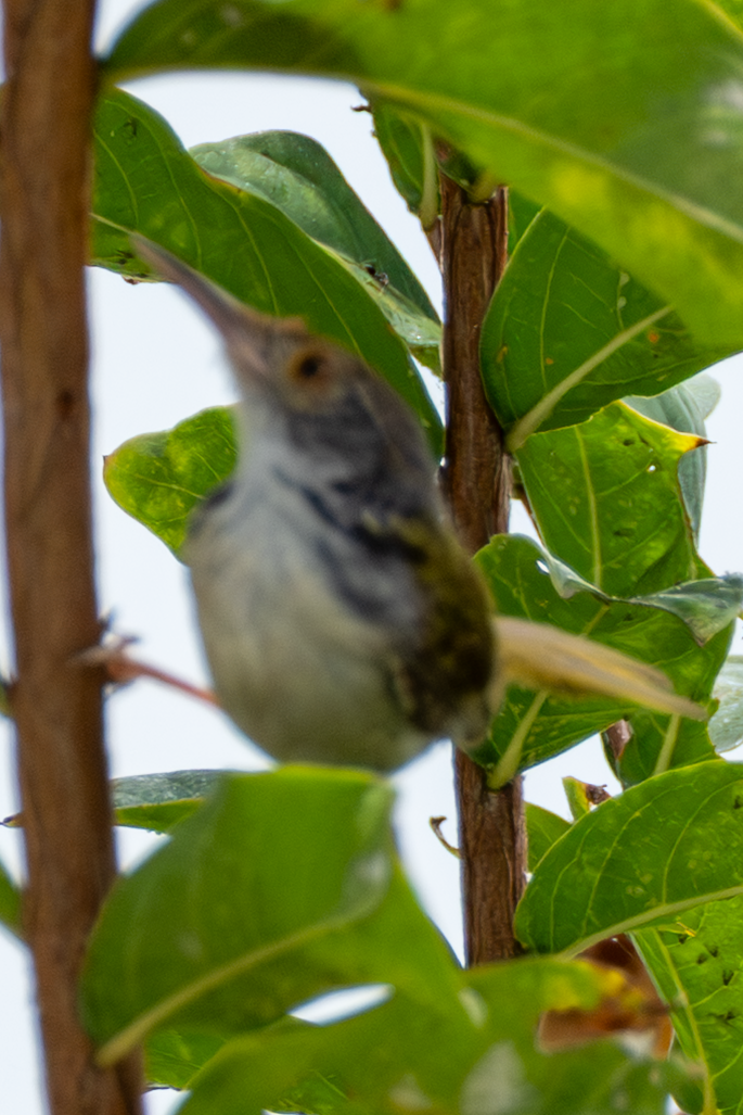 Common Tailorbird - ML641913510
