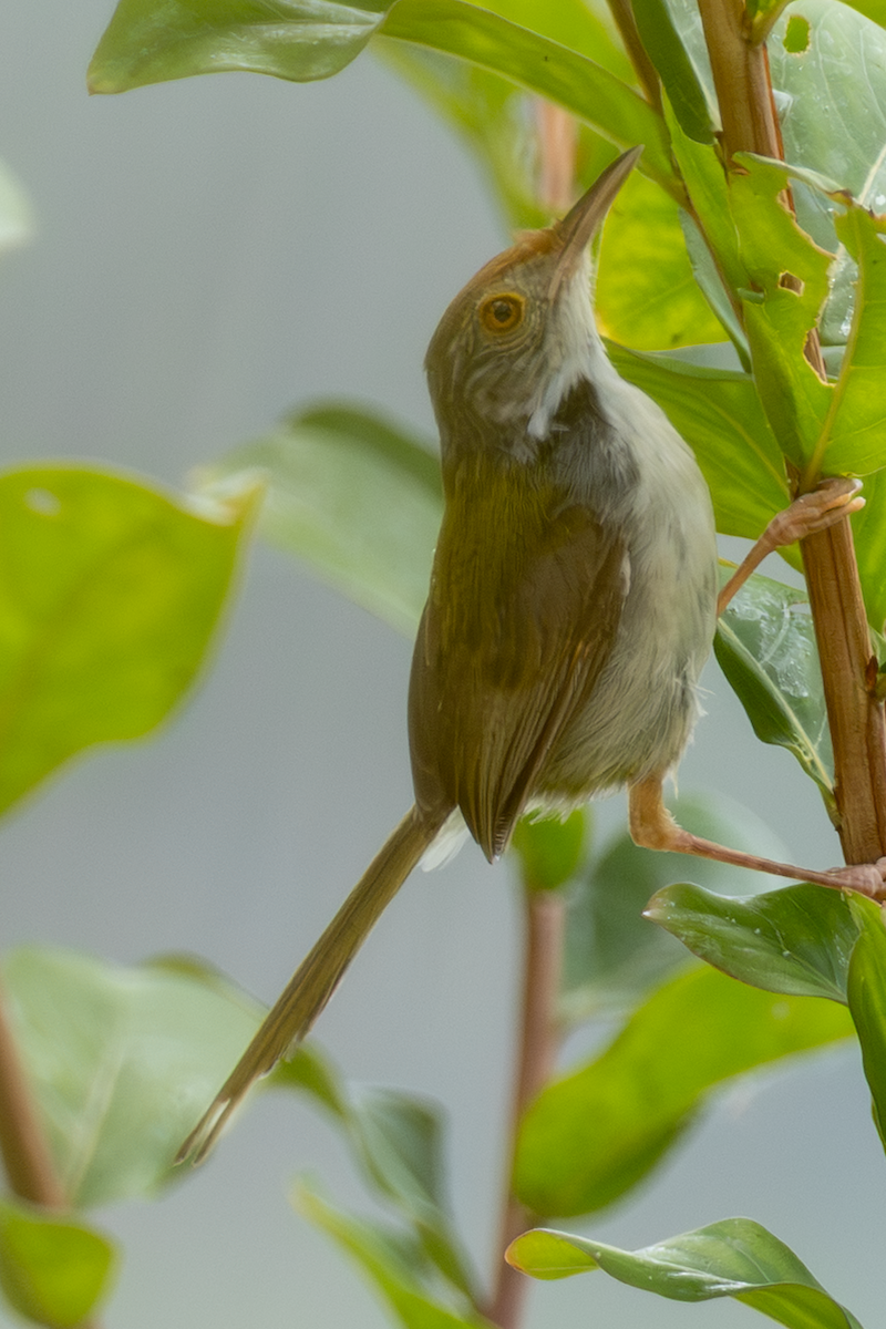 Common Tailorbird - ML641913511