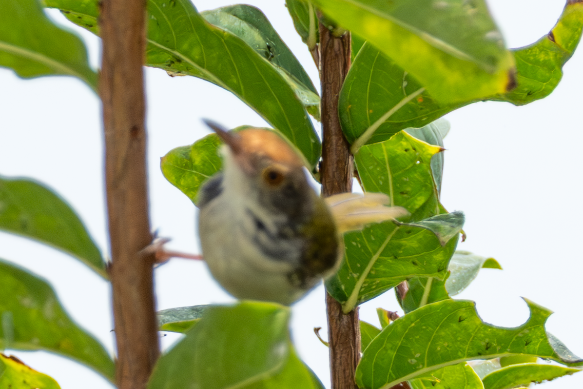 Common Tailorbird - ML641913512