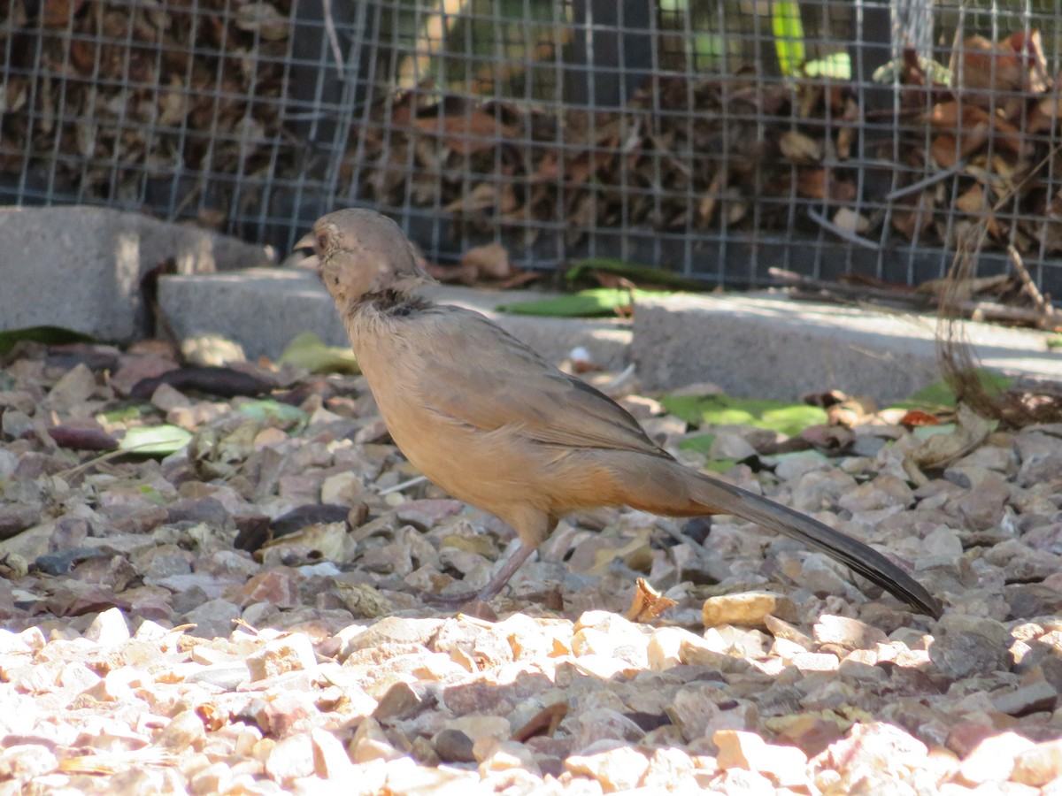 Abert's Towhee - ML641913523